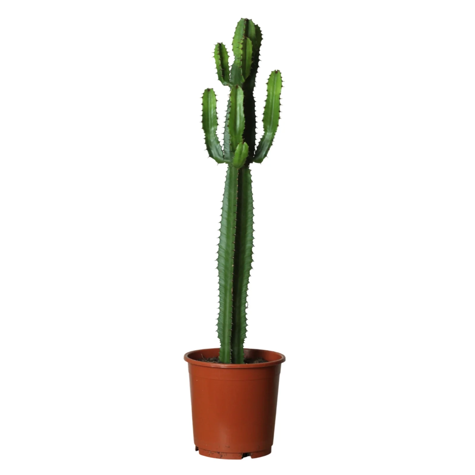 Imagem do produto 5