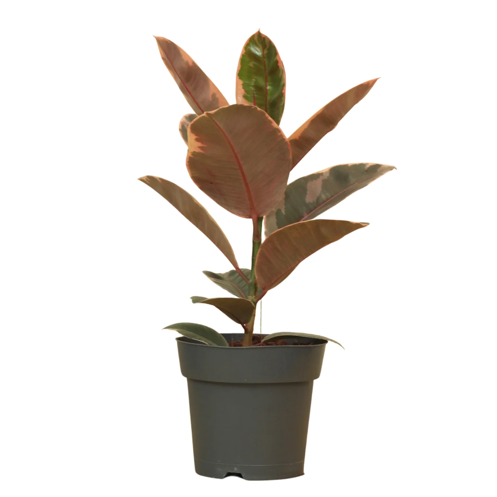 Plantas resistentes de interior
