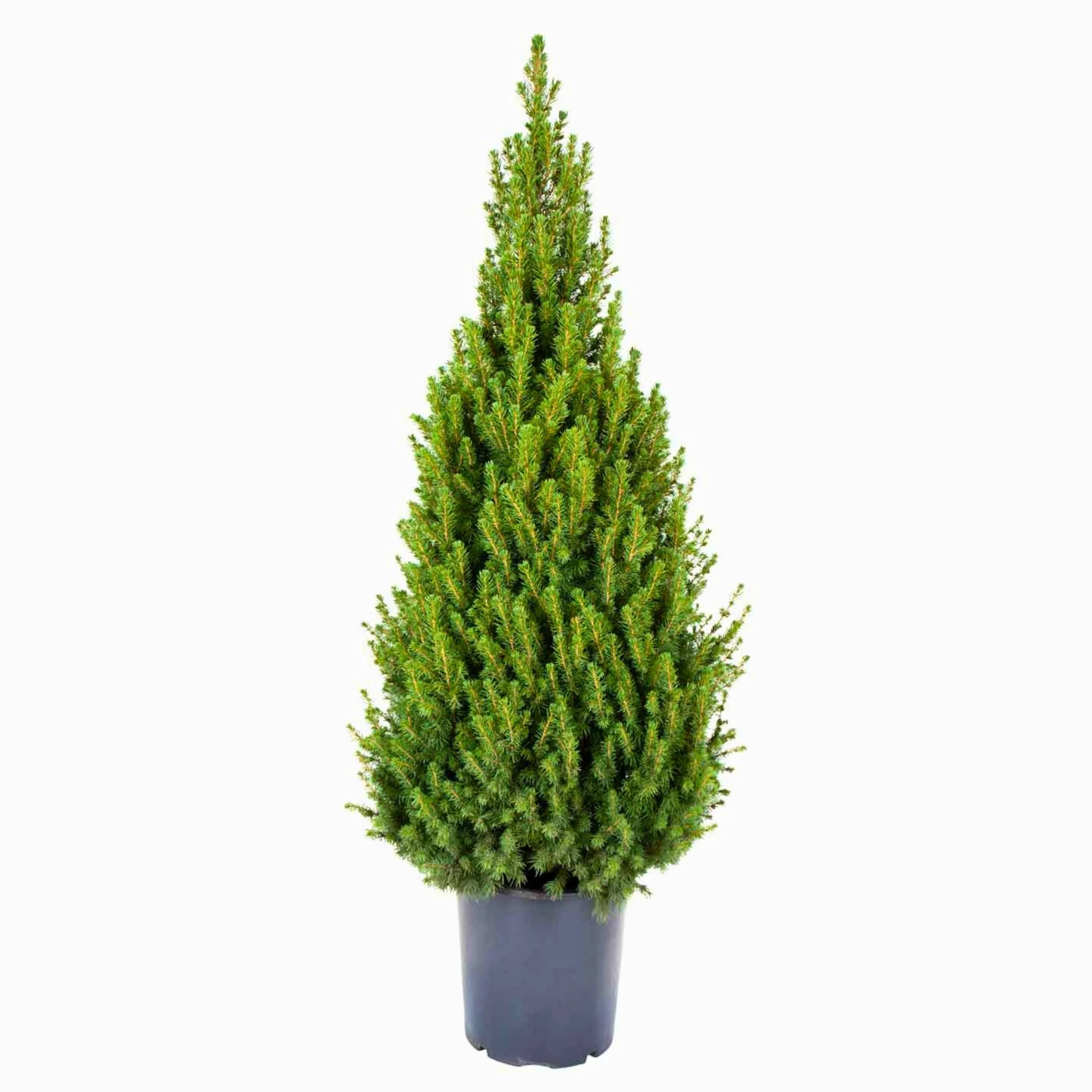 Imagem do produto 8