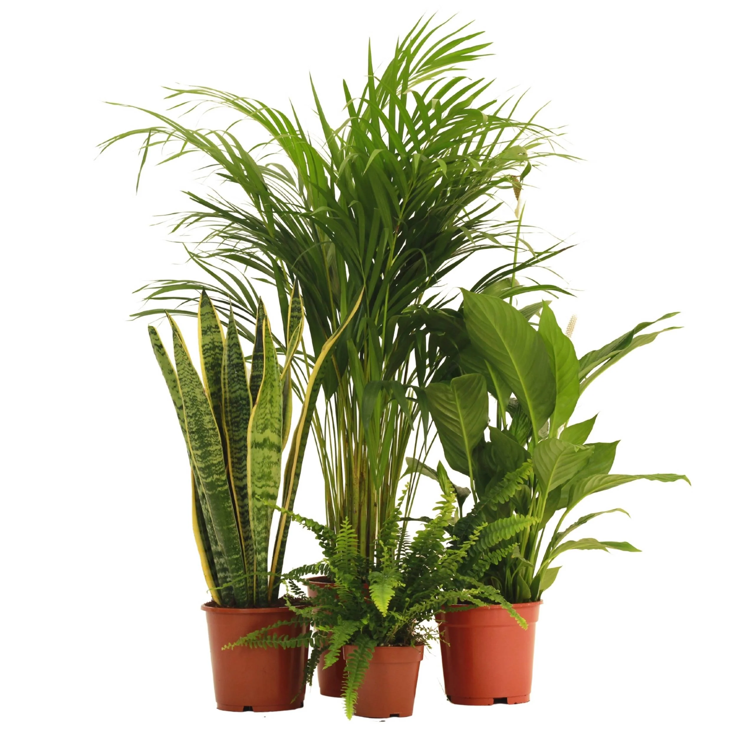 Conjuntos de plantas de interior