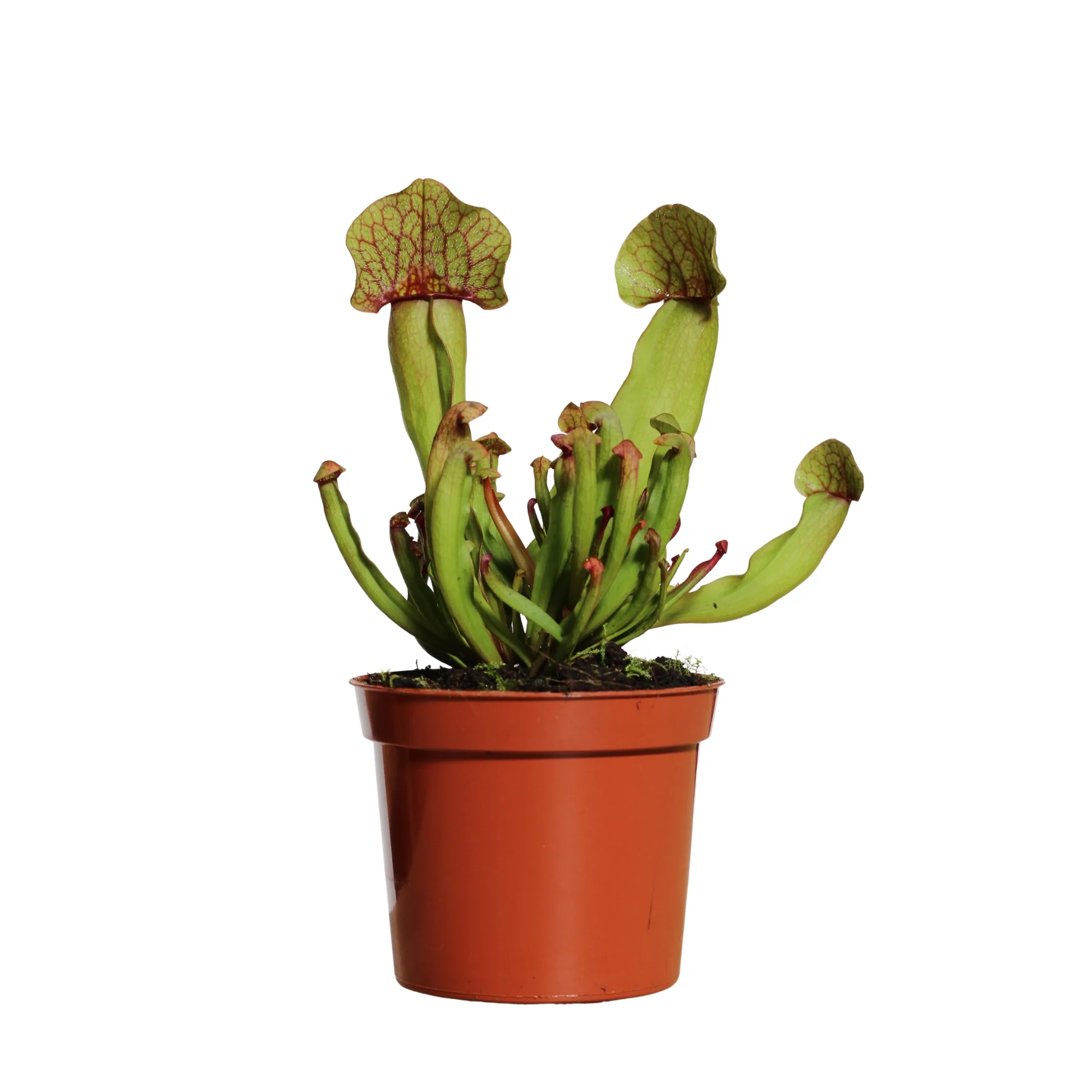 Plantas de interior